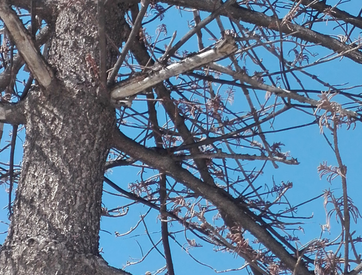La Araucaria del Balcn de San Fernando ser sustituida por otro rbol de su misma especie